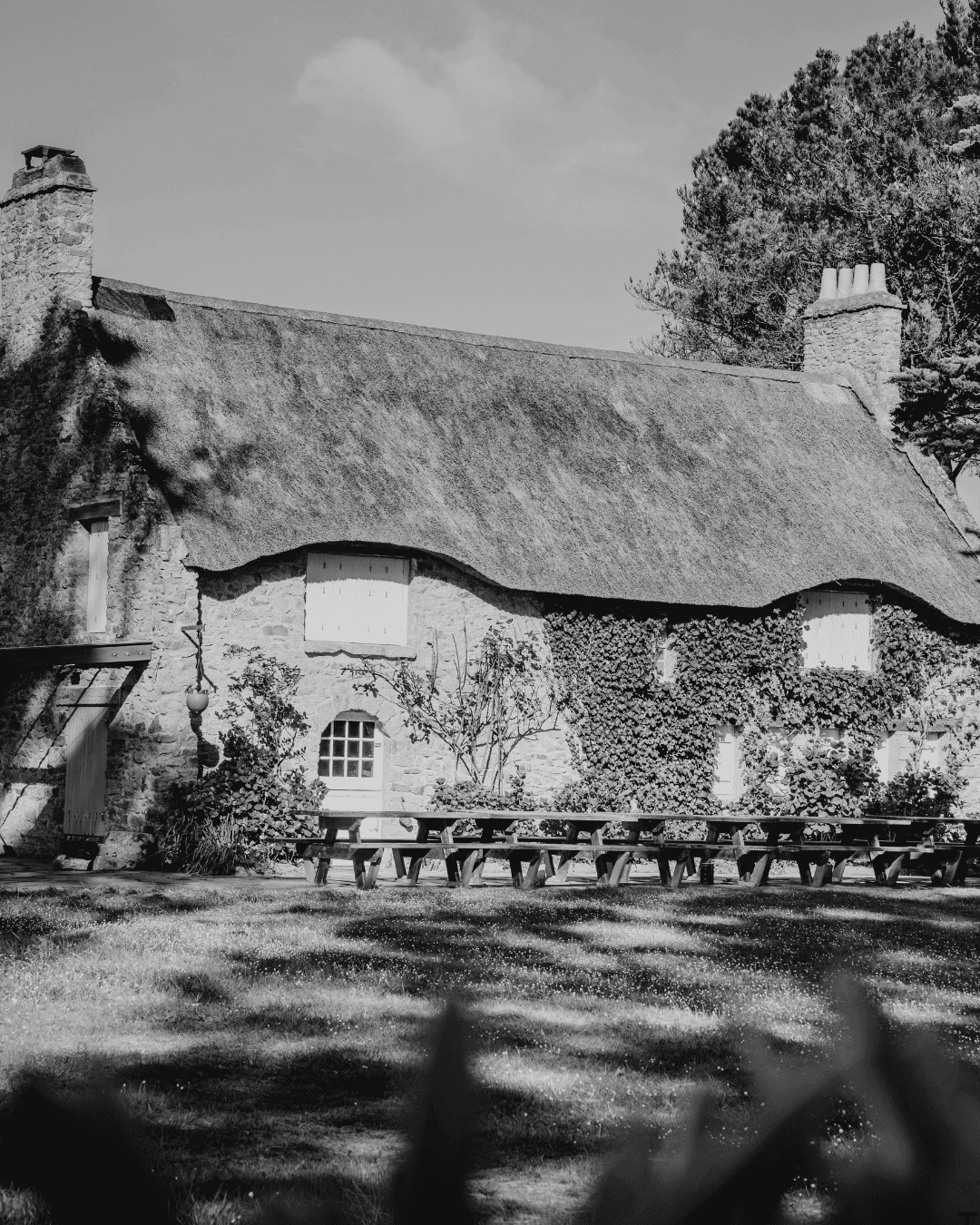 Campos de lavanda en Provenza, Francia